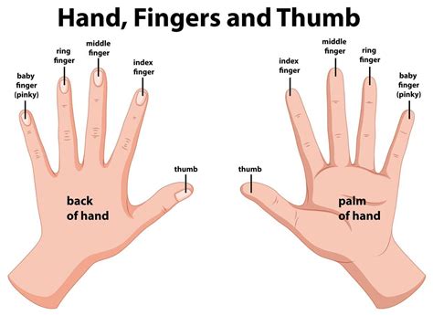 digits of the hand|parts of the hands names.
